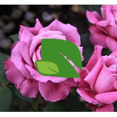Роза Виолет Парфюм чайно-гибридная С6 