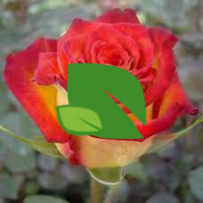 Роза чайно-гибридная Френдли С6