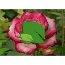 Роза чайно-гибридная Хайлендер С7