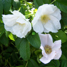 Роза-ругоза морщинистая Альба С7,5 40-60