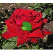 Роза чайно-гибридная Бургунд 81 С6