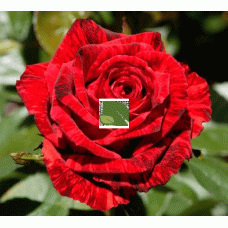 Роза чайно-гибридная Ред Интуишн С6