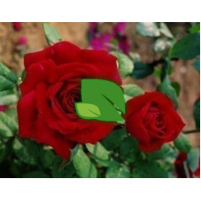 Роза чайно-гибридная Ботеро С6