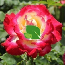 Роза чайно-гибридная Дабл Делайт С6