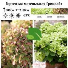 Гортензия метельчатая Гринлайт С5